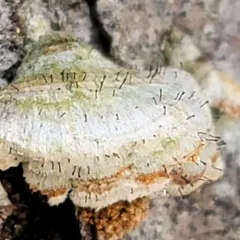 fairy pins thumbnail 3