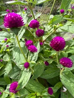 Globe amaranth thumbnail 3