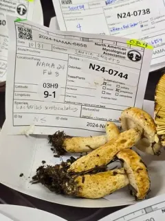 Lactarius tuomikoskii thumbnail 2