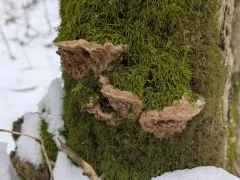 Phellinopsis conchata thumbnail 3