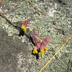 rock harlequin thumbnail 5