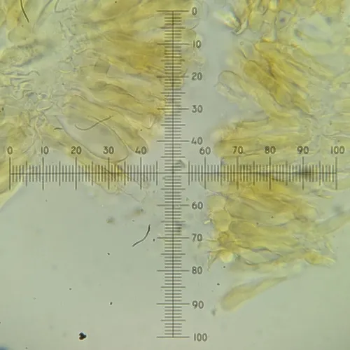 Phlebia ludoviciana