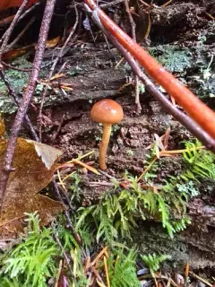 Cortinarius aurantiobasis thumbnail 4