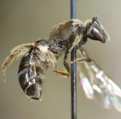 Lasioglossum cinctipes thumbnail 4