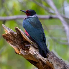 Lewis's Woodpecker thumbnail 1