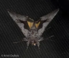 Syngrapha orophila thumbnail 2