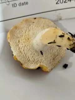 Hydnum melitosarx thumbnail 4
