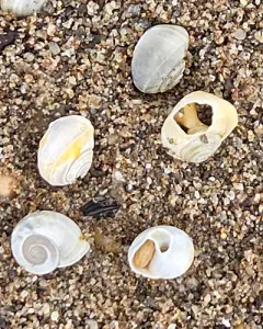 Great Basin Ramshorn thumbnail 4
