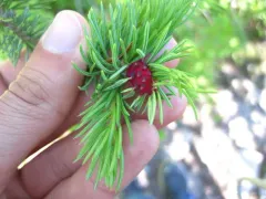 Adelges lariciatus thumbnail 4