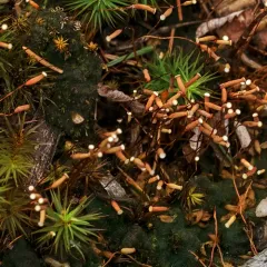 Algal Haircap Moss thumbnail 3