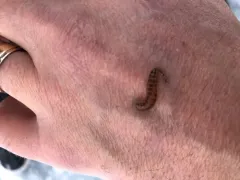 Fish Leech thumbnail 3