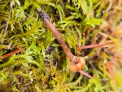 Galerina angustifolia thumbnail 1
