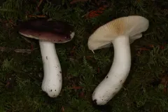 Russula turci thumbnail 3
