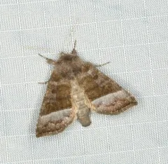 Joe-Pye Weed Borer Moth thumbnail 4
