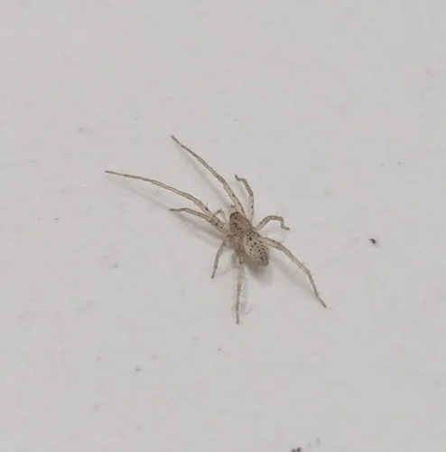 Long-legged Ghost Spider