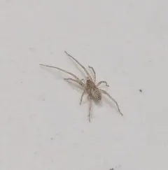 Long-legged Ghost Spider thumbnail 1