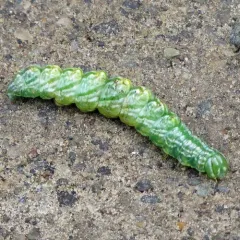 Double-toothed Prominent thumbnail 4