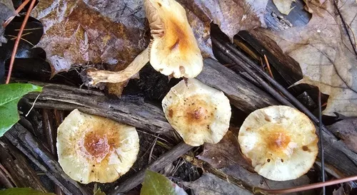Pholiota rufodisca
