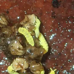 Golden Snow Flea thumbnail 3