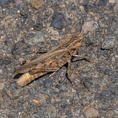 Metator nevadensis