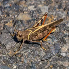 Pronotal Range Grasshopper thumbnail 4