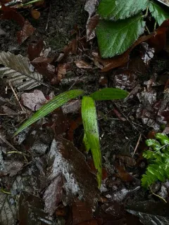 Chusan Palm thumbnail 3
