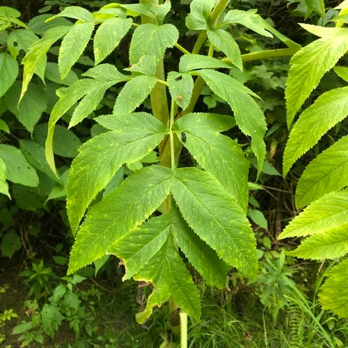 purple-stemmed angelica
