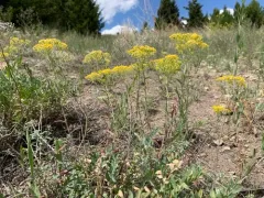 Yellow-tuft thumbnail 4