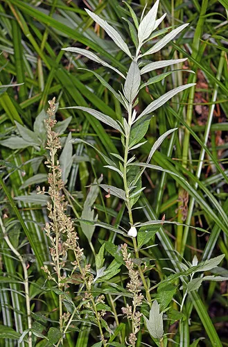 Artemisia estesii