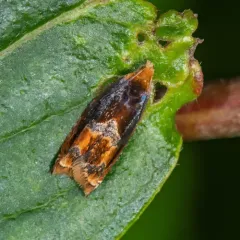 Red-headed Ancylis Moth thumbnail 1