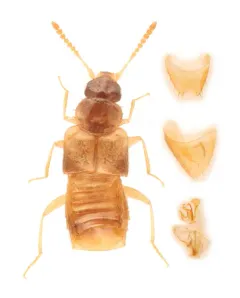 Gyrophaena flavicornis thumbnail 2