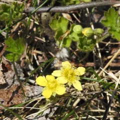 Appalachian barren-strawberry thumbnail 4