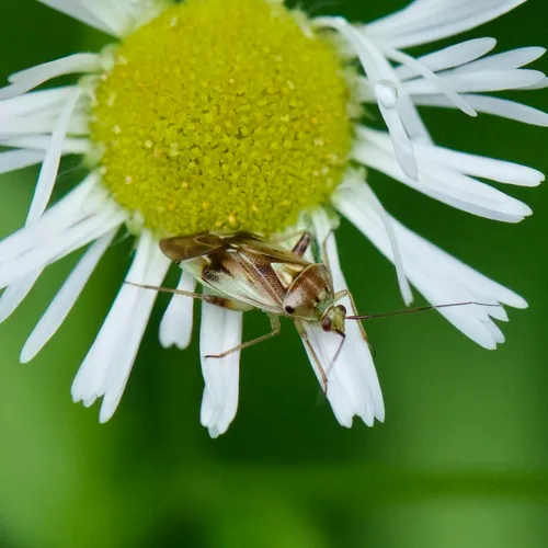 Lygus vanduzeei