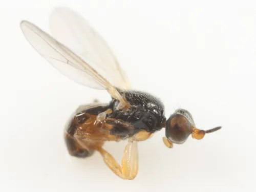 Elachiptera nigriceps