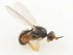 Elachiptera nigriceps thumbnail 1