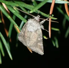 Thinker Moth thumbnail 2