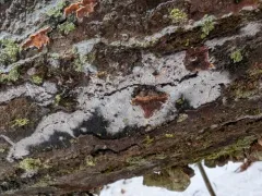 Sistotrema brinkmannii thumbnail 2