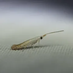 Coleophora tiliaefoliella thumbnail 3