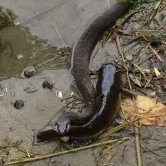 Common Watersnake thumbnail 2