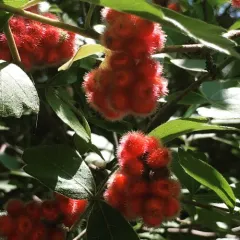fragrant sumac thumbnail 4
