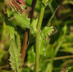 Hawkweed Oxtongue thumbnail 3
