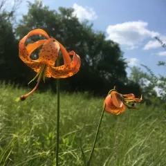 Michigan lily thumbnail 3