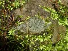Acrocordia conoidea thumbnail 3
