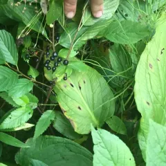 Alderleaf Buckthorn thumbnail 1