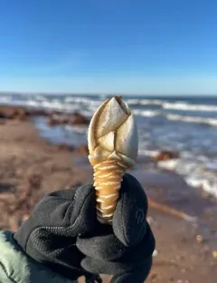 Arcoscalpellum michelottianum thumbnail 2