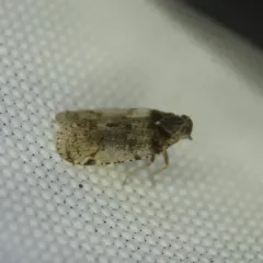 common lacehopper thumbnail 3