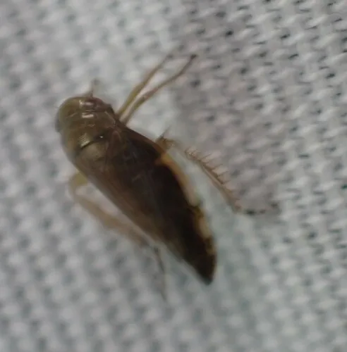 Acinopterus acuminatus