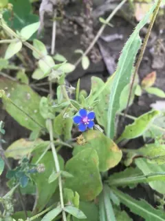 Blue Scarlet Pimpernel thumbnail 4