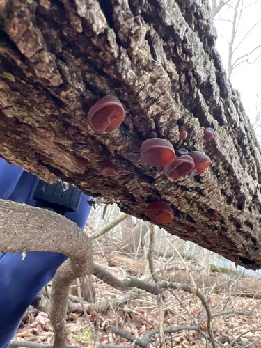 Ear fungus