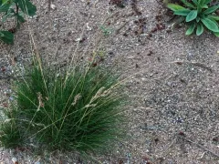 Fine-leaved Sheep's-fescue thumbnail 3